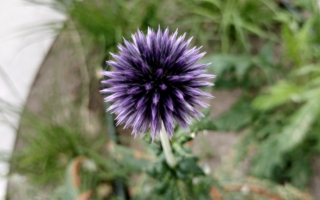 Sfeerfoto's beplanting